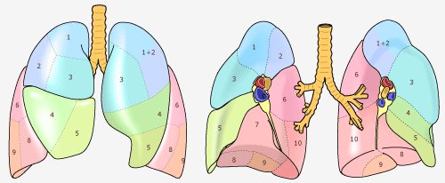 肺葉の区域