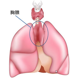 胸腺の位置